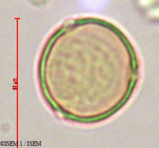 ISEM 1/Gasteranthus_quitensis_29342/Gasteranthus_quitensis_29342_0001(copy)_thumb.jpg